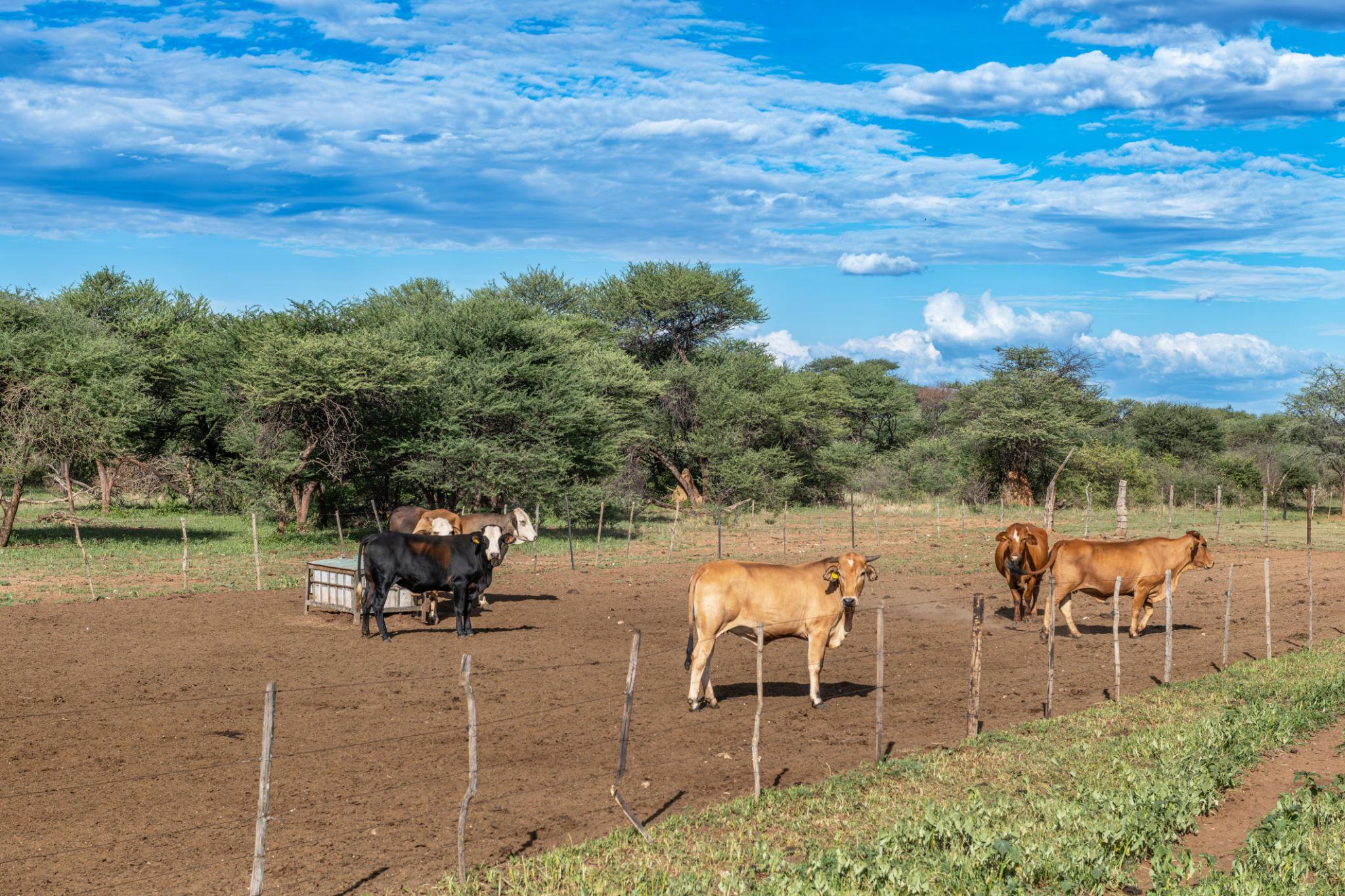 Agriculture Namibia